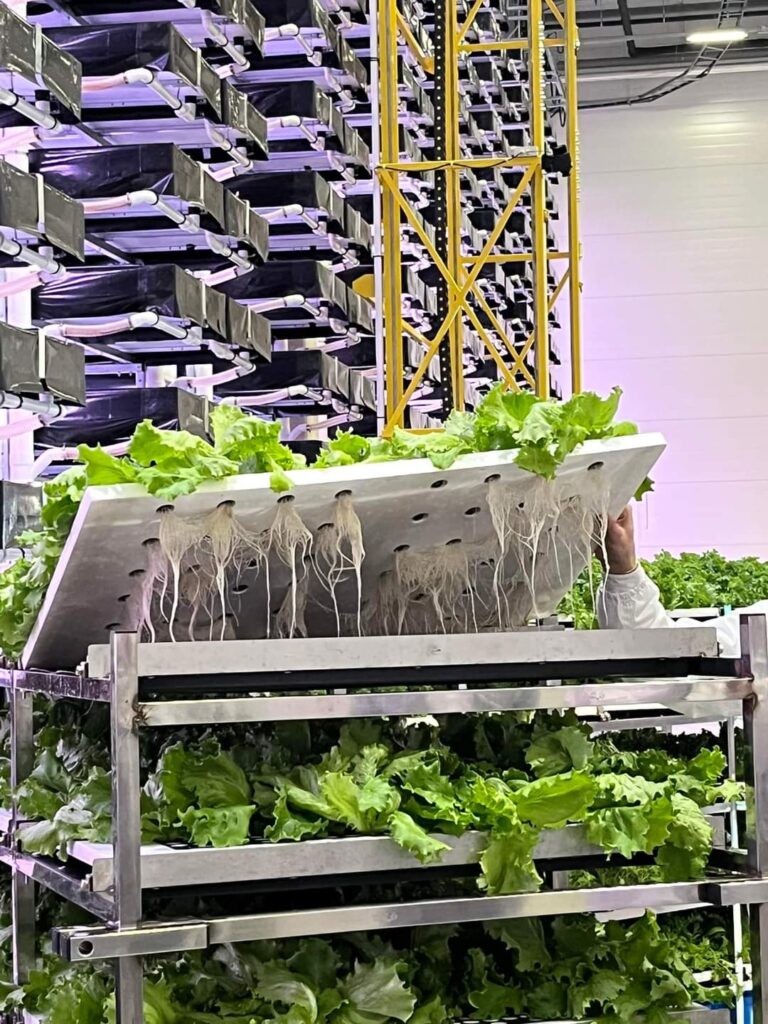 Įmonės „Leafood“ reklaminis šūkis: „Nesislėpkite už lapų – valgykite juos“