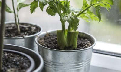 TOP10 prieskoninių žolelių ir augalų, kuriuos verta auginti virtuvėje