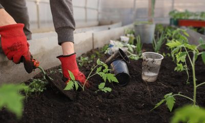 Patarimai kaip sodą ir daržą išlaikyti sveiką