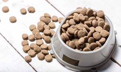 Koks sausas šunų maistas geriausias?