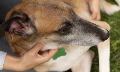 Kaip apsaugoti šunį nuo erkių