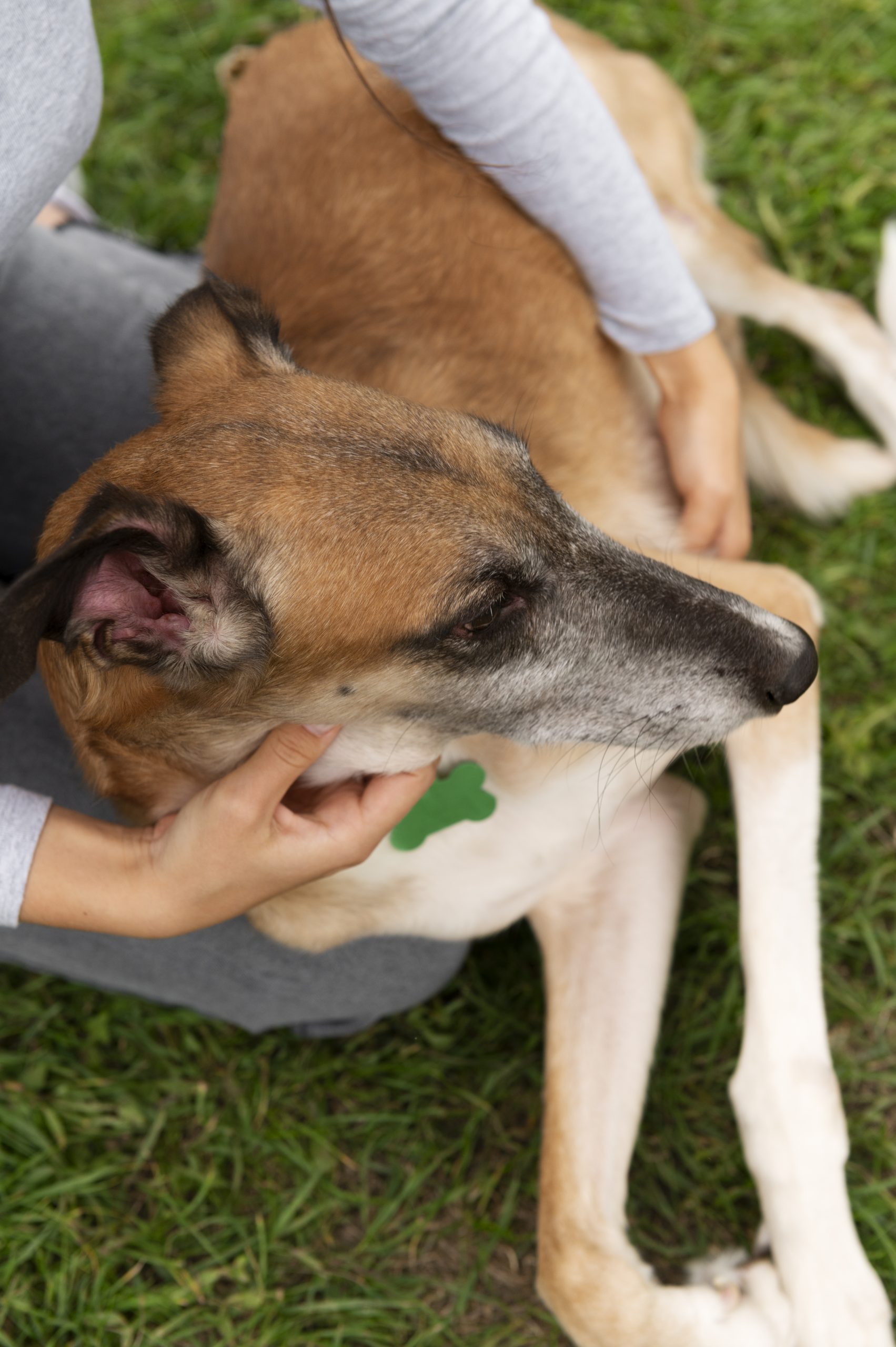 Kaip apsaugoti šunį nuo erkių