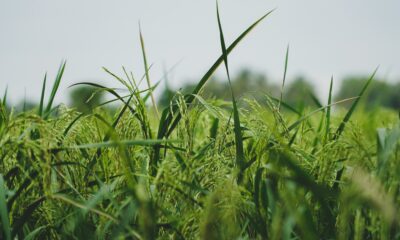 Ryžių laukas – iliustracinė nuotrauka
